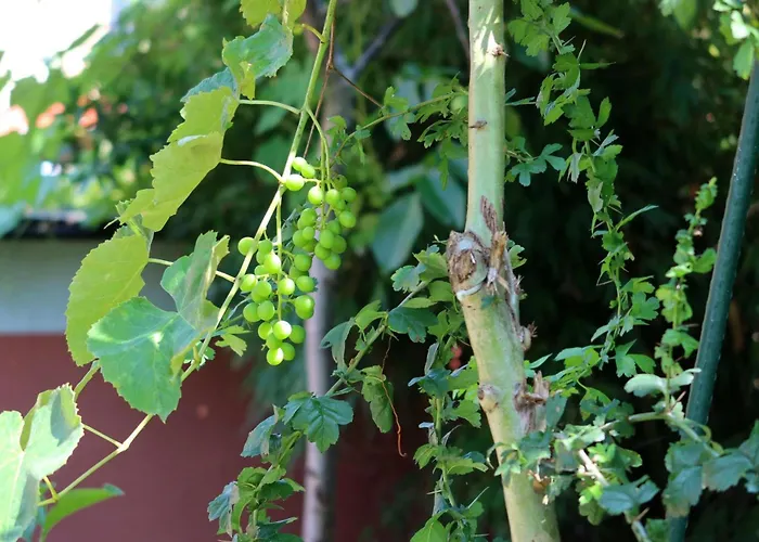 Art Maison Krumlov Casa de hóspedes Český Krumlov